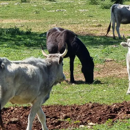 Alloggio per agriturismo Masseria Iazzo Scagno *