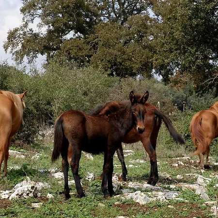 Masseria Iazzo Scagno Alloggio per agriturismo