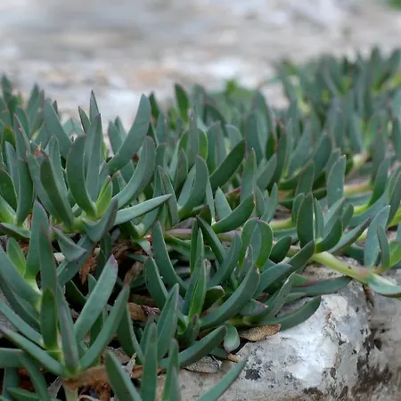 Masseria Iazzo Scagno Alloggio per agriturismo
